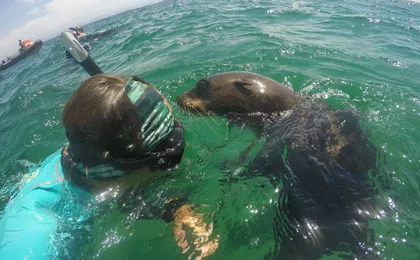 Seal viewing tour in Plettenberg Bay