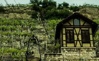 Guided wine walk with wine tasting near Stuttgart