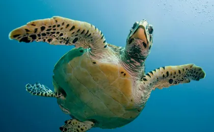 Puerto Morelos Reef snorkelling tour with lunch