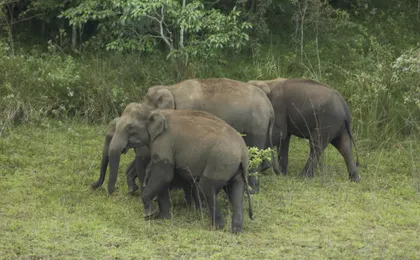 Kerala Tea Estate, Backwater & Marari Beach Tour