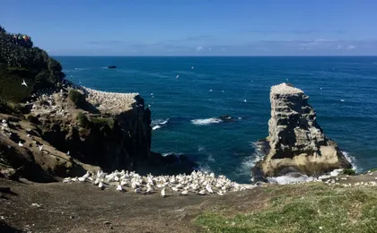 Muriwai Beach and Gannet Eco Tour with Wine Tasting