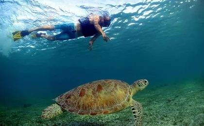 Snorkelling with turtles and cenote swim in Riviera Maya