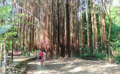 Full-day Quebrada Valencia and Guachaca guided tour with lunch