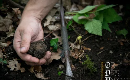Burgundy truffle hunting demonstration and truffle tasting session