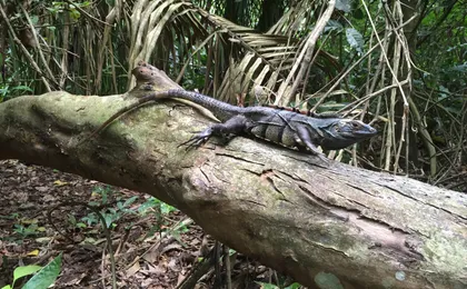 Hacienda Baru Wildlife Nature Tour from Manuel Antonio