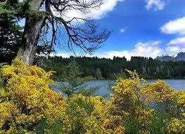 Half day tour: Victoria Island & Arrayanes Forest