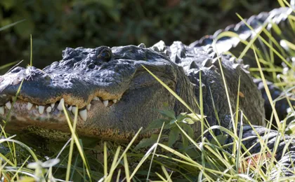 Everglades airboat adventure tour with transportation