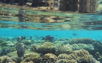 Snorkeling Trip At Satayh Dolphin Reef
