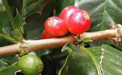Salto del Tequendama y Hacienda Cafetera desde Bogotá – Naturaleza y Café en un día