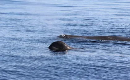 Whale watching in Terceira