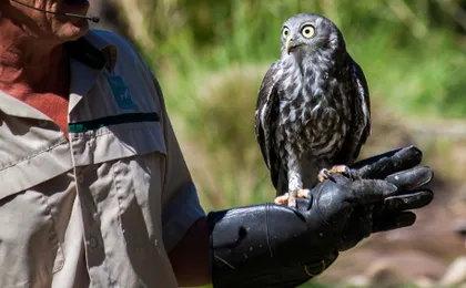 Puffing Billy and Healesville Sanctuary scenic bus tour