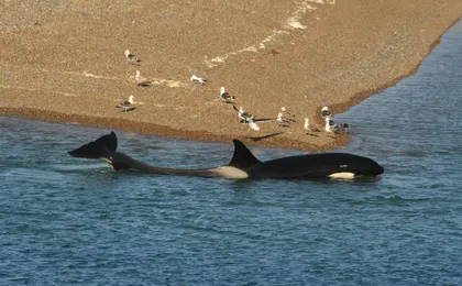 Full-day Excursion to Peninsula Valdes from Puerto Madryn