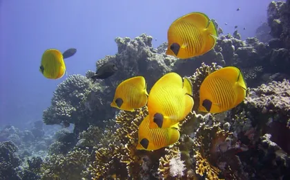 Kisite Marine Park snorkelling tour with Pilli Pipa dhow