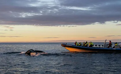Húsavík whale safari and Puffin Island RIB boat tour