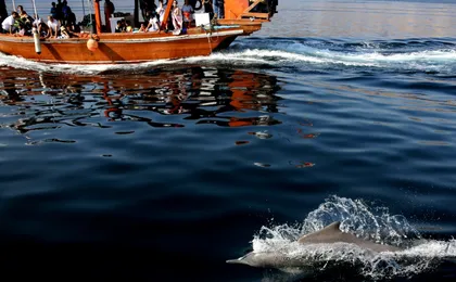 Full-day dhow cruise with drinks and lunch to the Fjords of Musandam