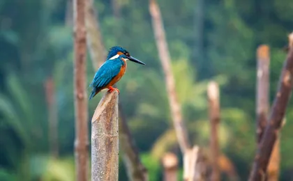 Madampe Ganga boat safari and Galle city tour with lunch