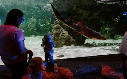 Sea Life Brighton entrance tickets