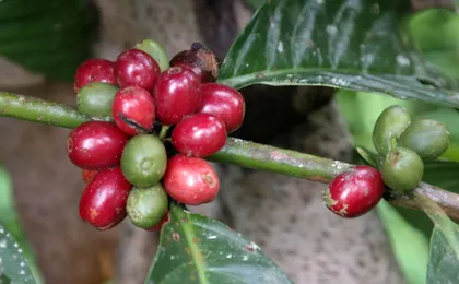 Deep jungle trekking by BJT