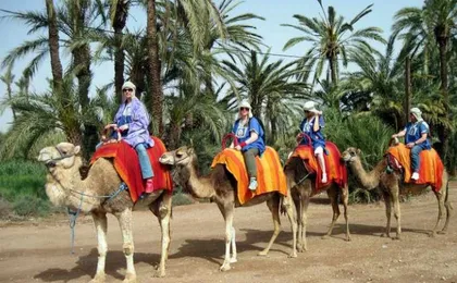 Camel ride in Marrakech Palm Grove