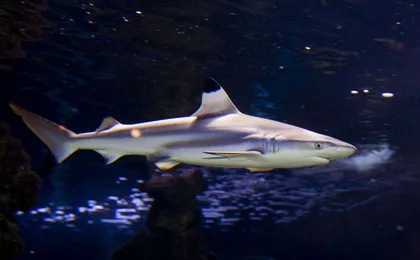 Skip-the-line tickets for Monaco Oceanographic Museum