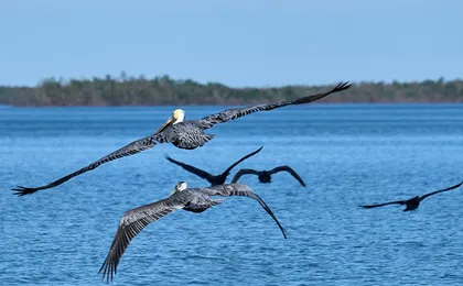 Everglades National Park full-day adventure tour with dry hike