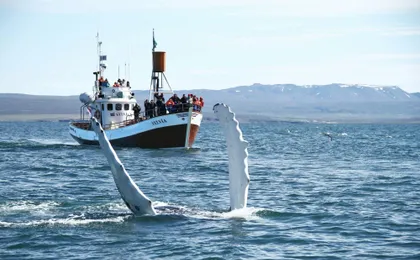 Whale Watching in Husavik