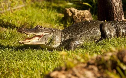 Everglades admission ticket with airboat ride and wildlife show