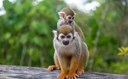 Monkeyland Safari and Countryside Home Visit