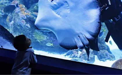 Cairns aquarium and small group city sightseeing tour