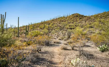 Saguaro National Park and Mt. Lemmon Self-Guided Audio Tour