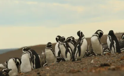 Full-day Excursion to Peninsula Valdes from Puerto Madryn