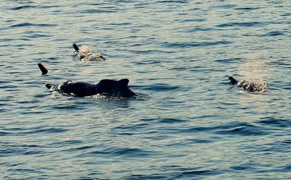 Fjords of Musandam dhow cruise half-day with drinks and fruit