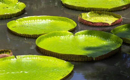 Mauritius half-day tour with Pamplemousse Garden and Port Louis