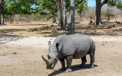 Fathala Wildlife Reserve full-day tour
