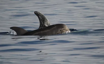Whale watching in Terceira