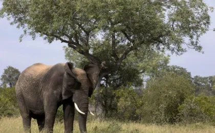 Pilanesberg National Park Safari with Sun City from Johannesburg