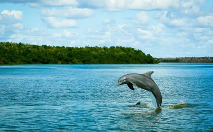 Everglades National Park full-day adventure tour with dry hike