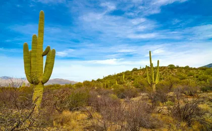 Saguaro National Park Self-Guided Driving Audio Tour