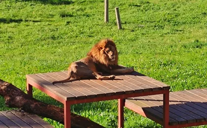 Cabárceno Natural Park tickets and guided tour from Santander