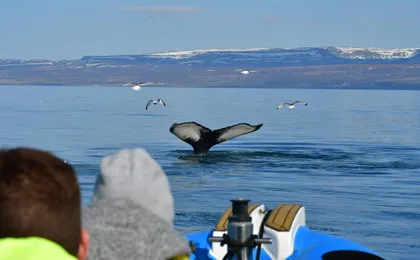 Húsavík whale safari and Puffin Island RIB boat tour