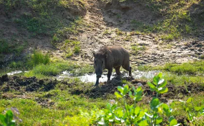 Yala National Park 4x4 safari with a local guide