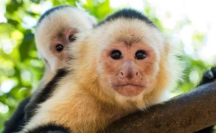 8 Day - San Jose - Arenal Volcano - Manuel Antonio Beach