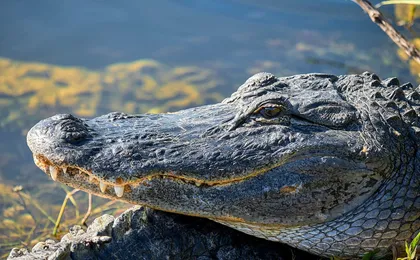 Everglades National Park full-day adventure tour with dry hike