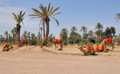 Camel ride in Marrakech Palm Grove
