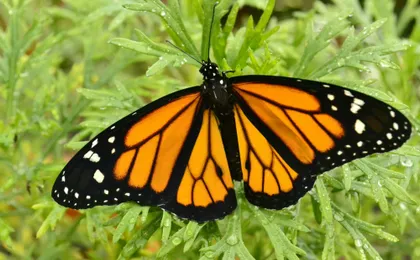 Mindo full-day tour with butterfly garden and cloud forest