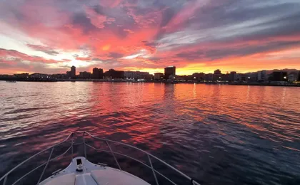 Dolphin watching on a luxury shared yacht with drink