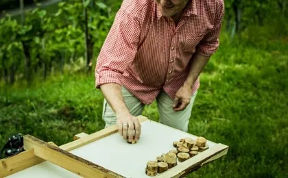 Guided wine walk with wine tasting near Stuttgart
