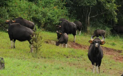 Kerala Tea Estate, Backwater & Marari Beach Tour