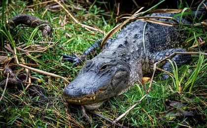 Airboat tour of the Everglades National Park
