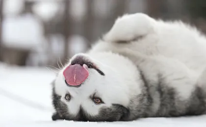 Levi self-driving husky sled tour